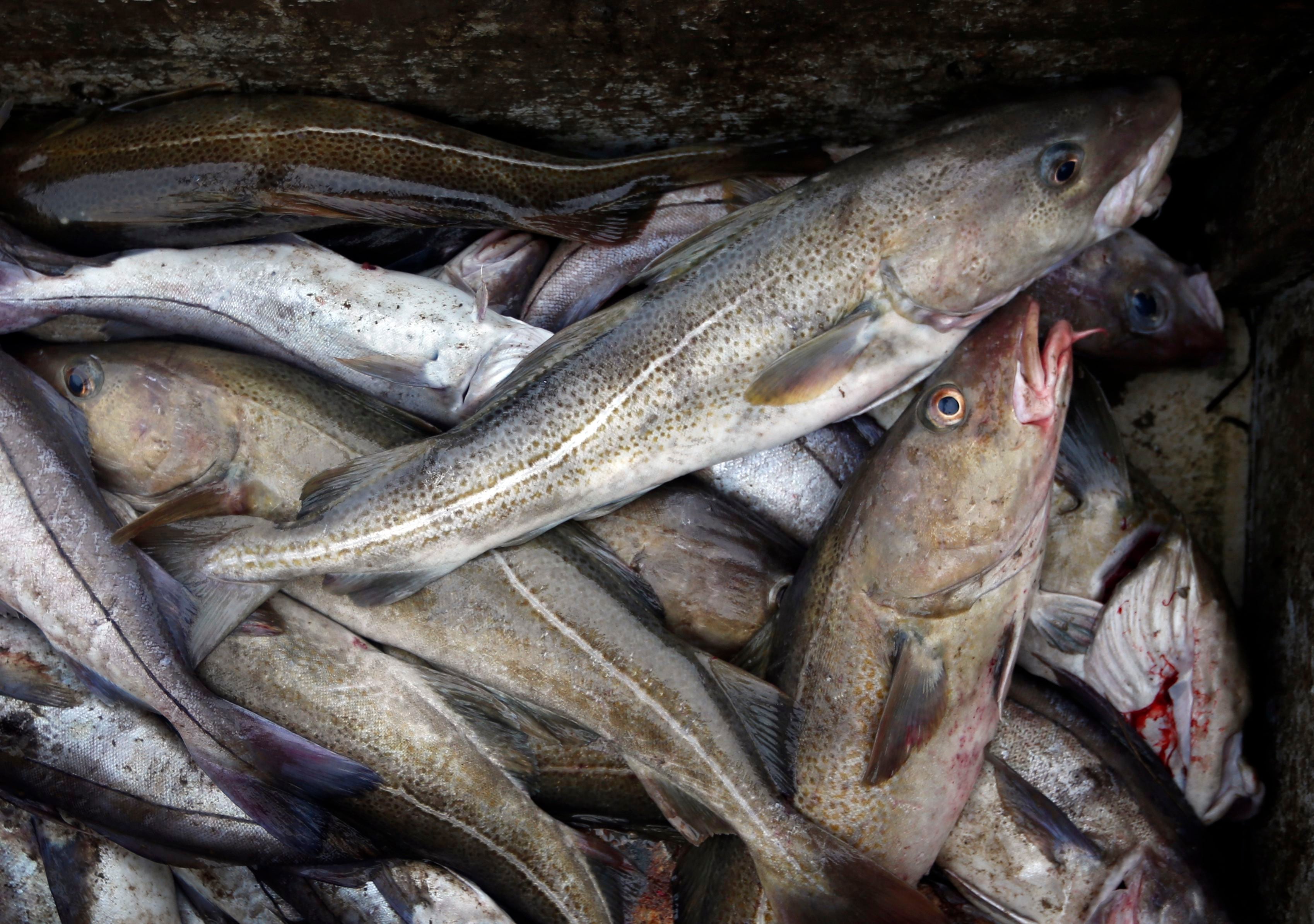 Canada ends cod moratorium in Newfoundland after more than 30 years thumbnail