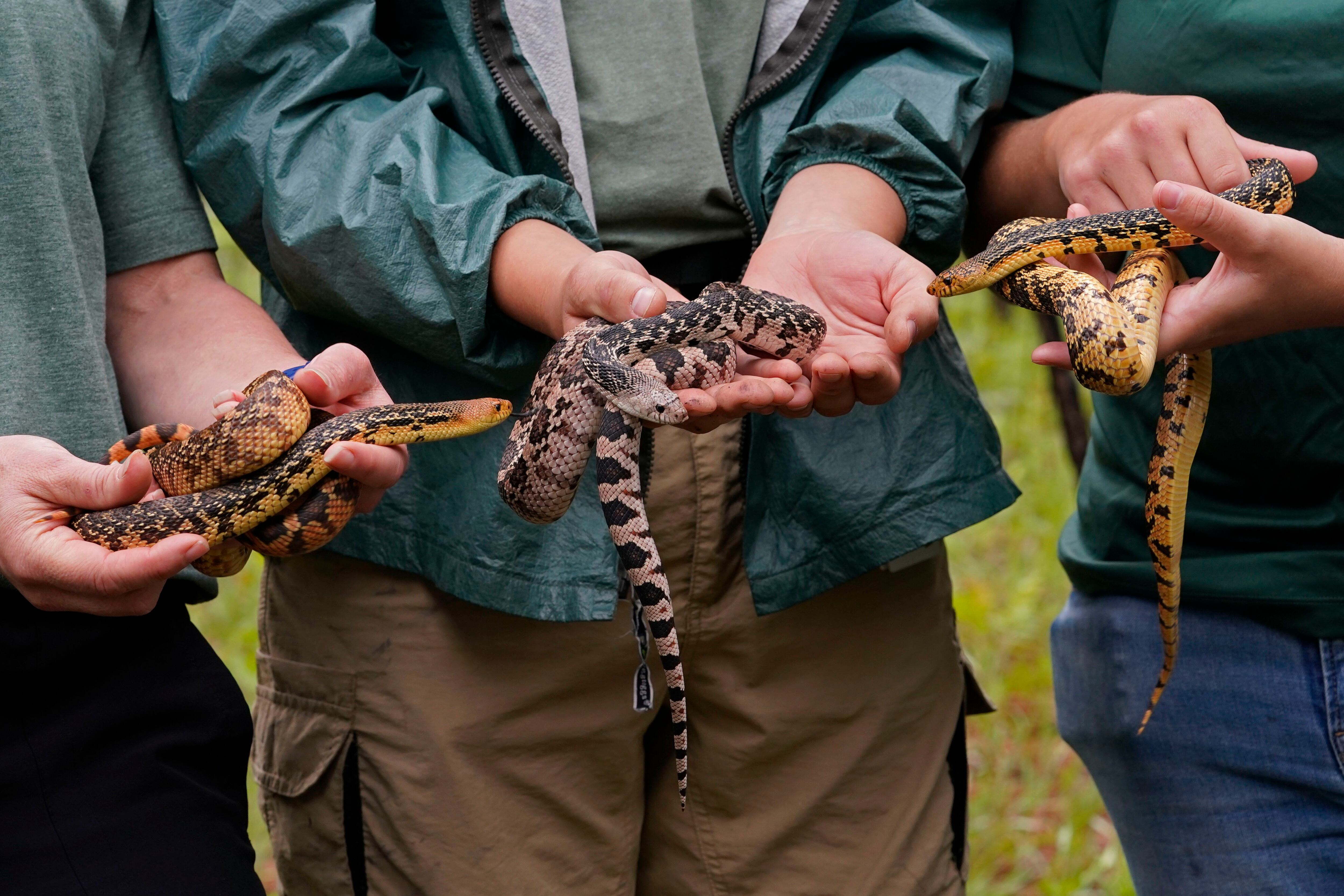 Memphis 'snake factory' transplants slither into their new home in