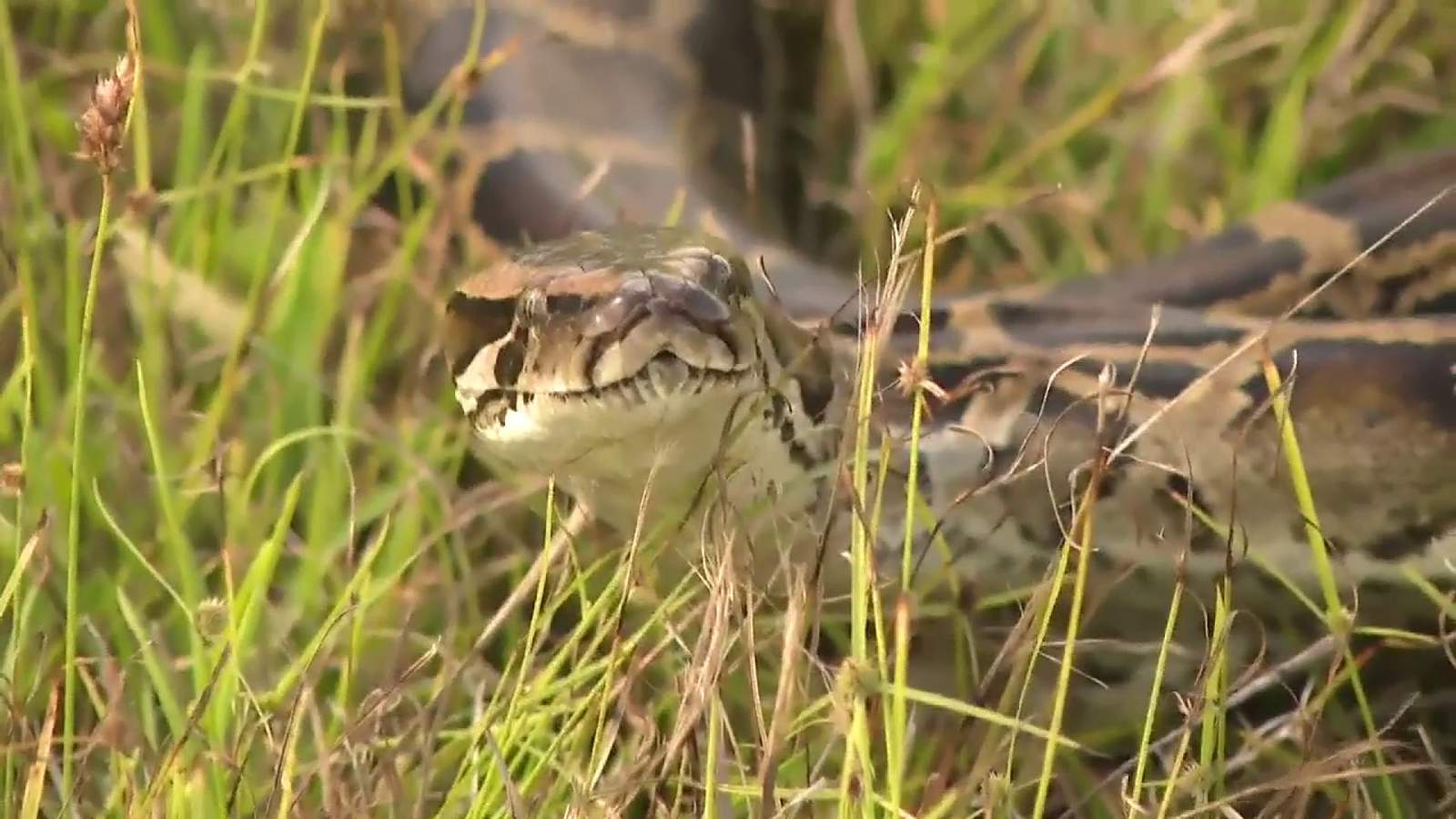Florida FWC votes to ban ‘high-risk’ reptiles as snake lovers protest and beg for mercy