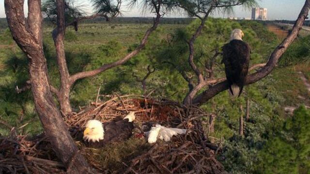 Tree Supporting Kscs Famous Bald Eagle Nest Has Died