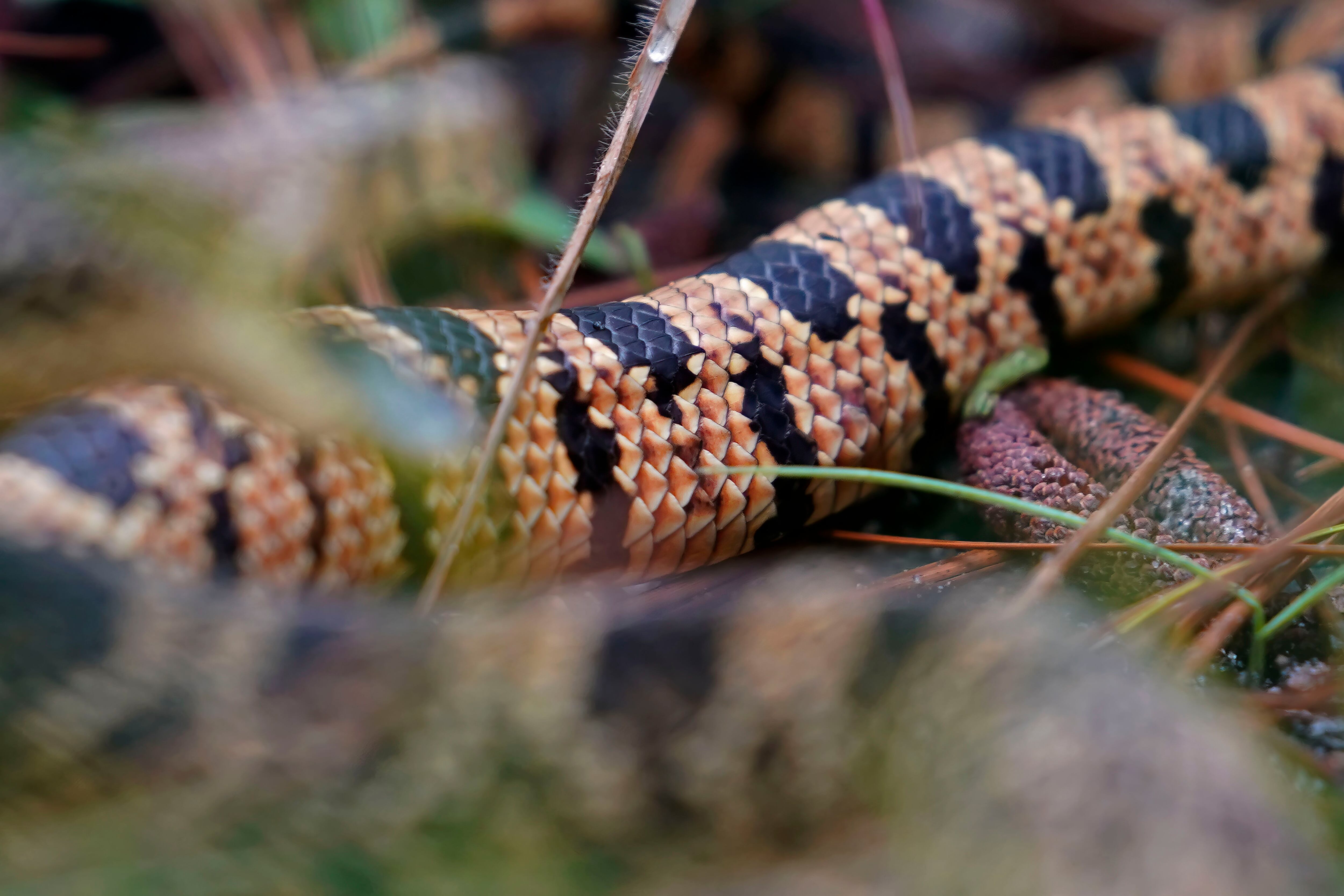 Memphis 'snake factory' transplants slither into their new home in