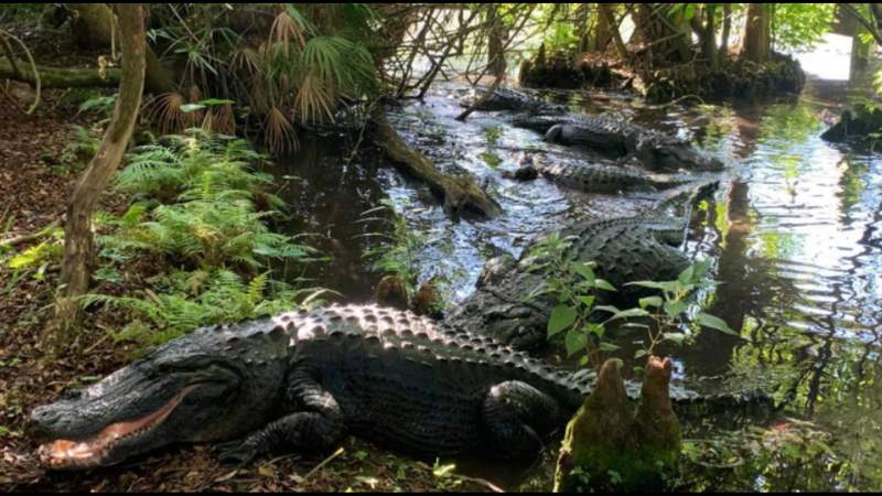Love in the swamp: Gatorland educates public on alligator mating season