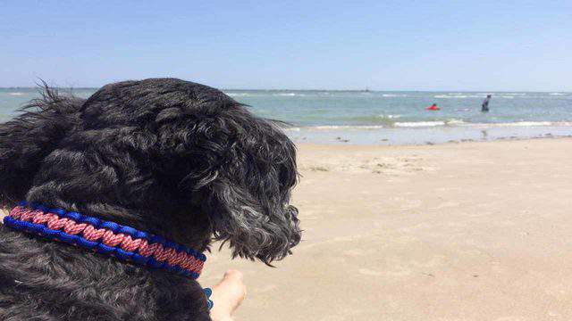 5 dog-friendly beaches in Central Florida