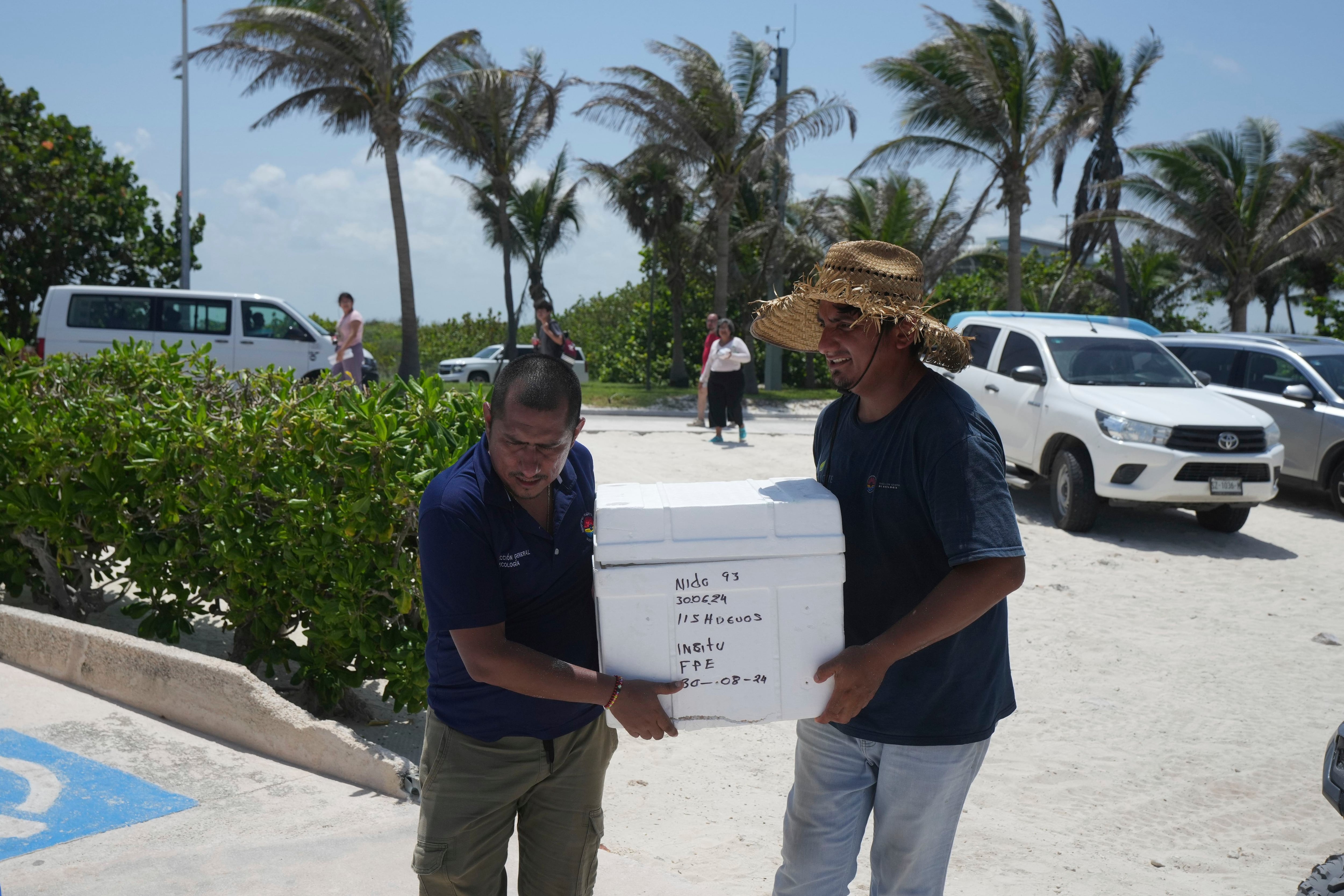 Mexico evacuates sea turtle eggs from beaches as Hurricane Beryl heads to the Yucatan peninsula thumbnail