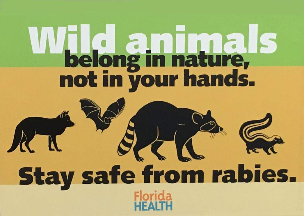 Rabies alert issued for Orange County region after cat tests positive for disease, officials say