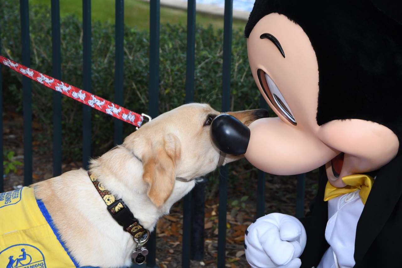 Celebrating National Dog Day: Disney dogs we all love