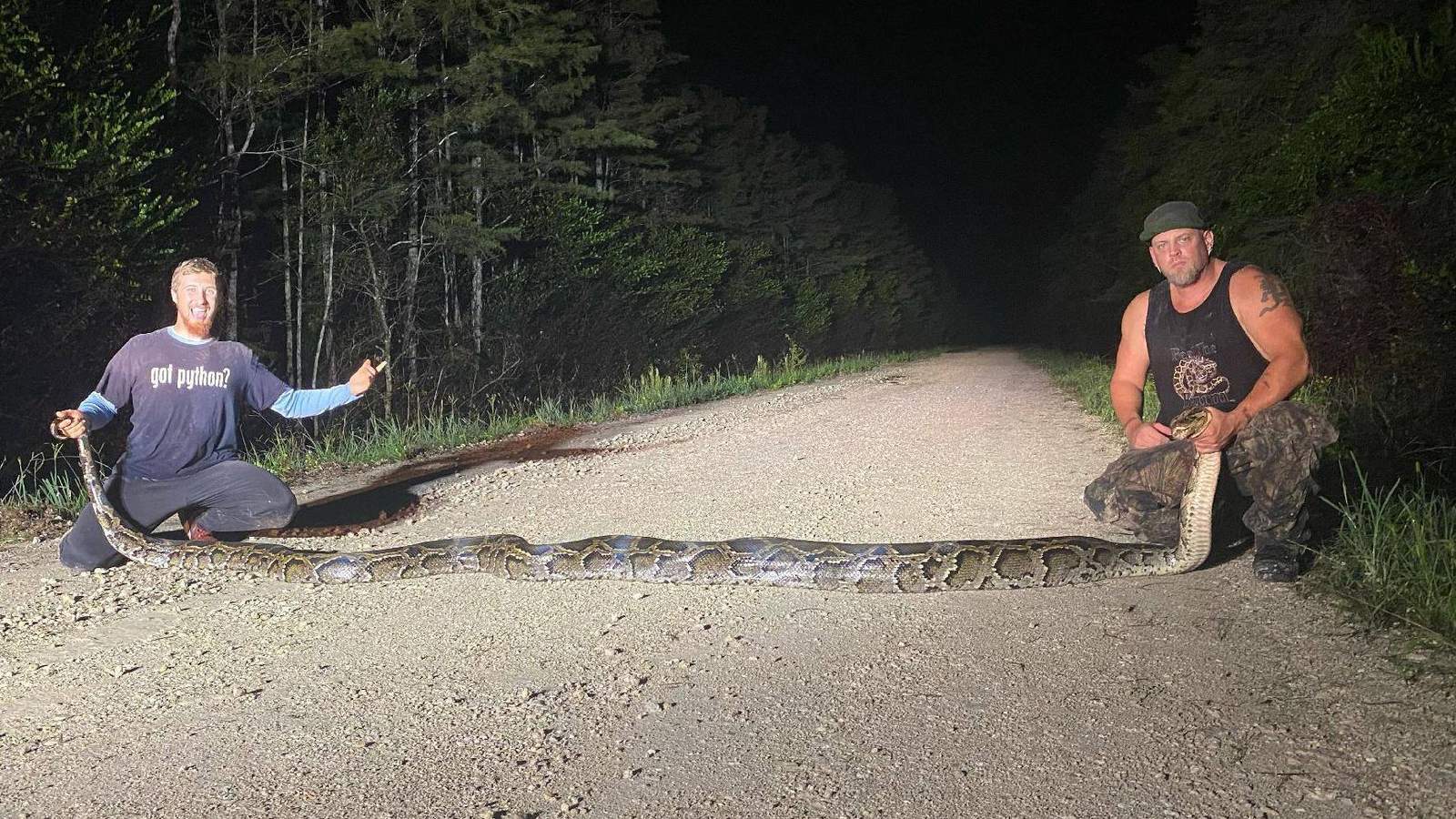 18-foot, 104-pound Burmese python captured in everglades