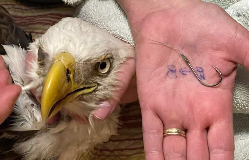 Florida children rescue bald eagle found with hook in beak