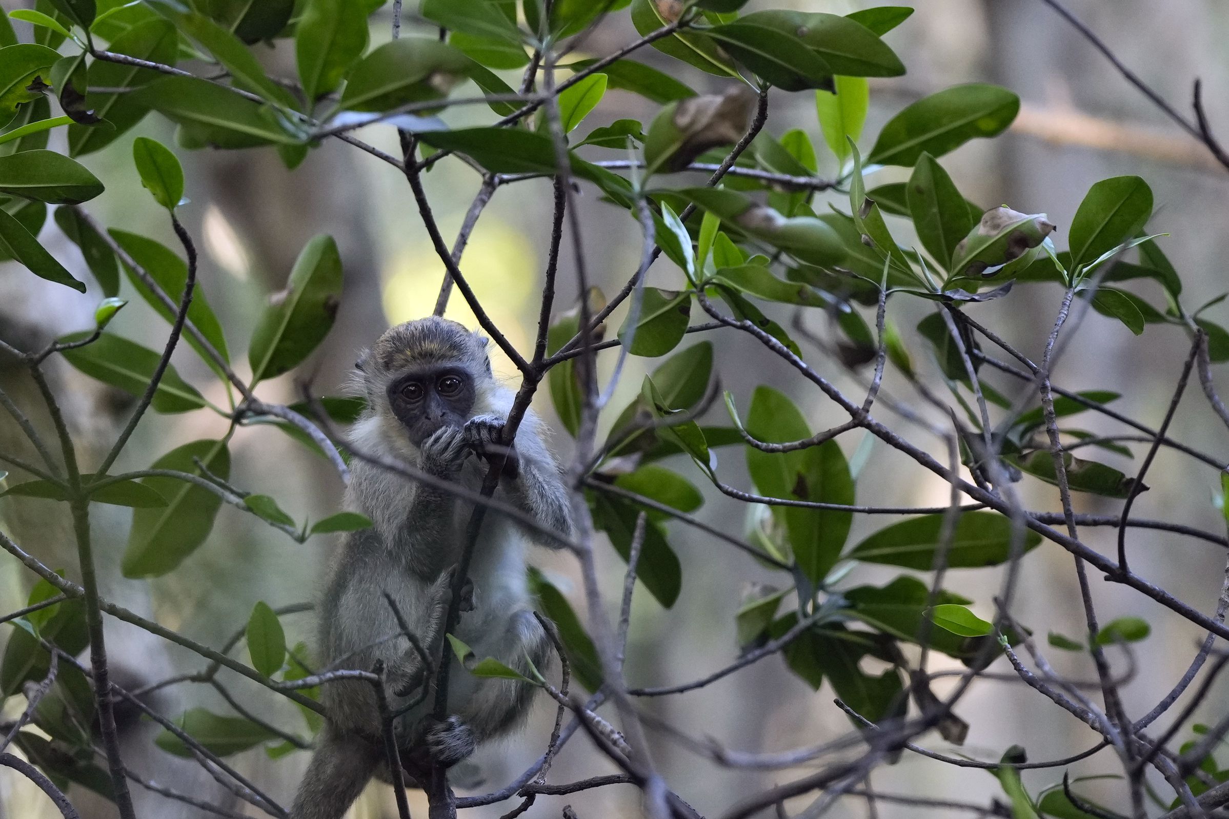 Colony of monkeys living in mangroves near Florida airport delight