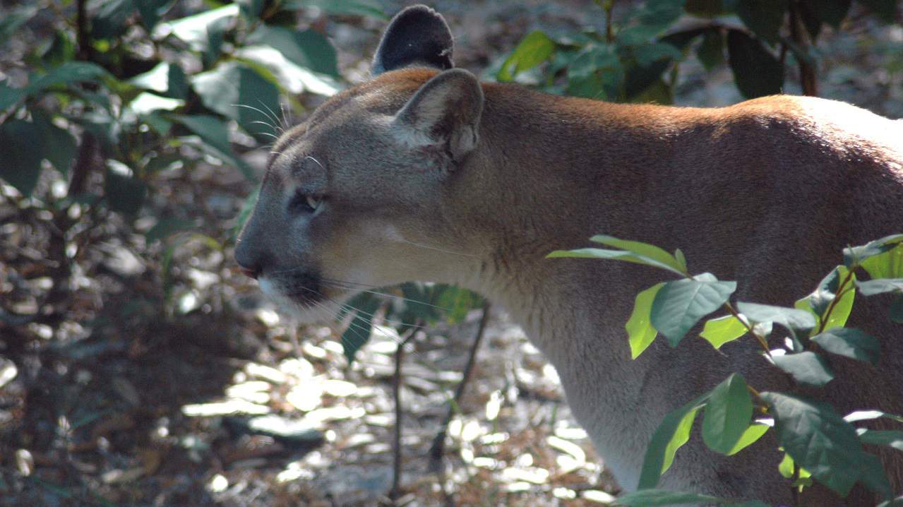 9th time in 2021: Florida panther struck, killed by vehicle