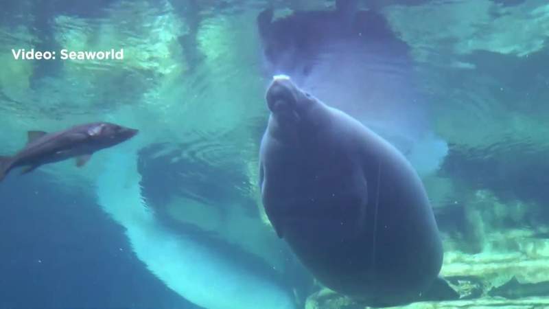 Federal legislation introduced to reclassify manatees as endangered