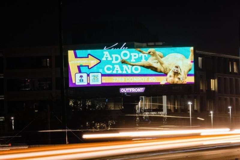Orange County Animal Services commission 2 billboards on I-4 to help animals find forever home