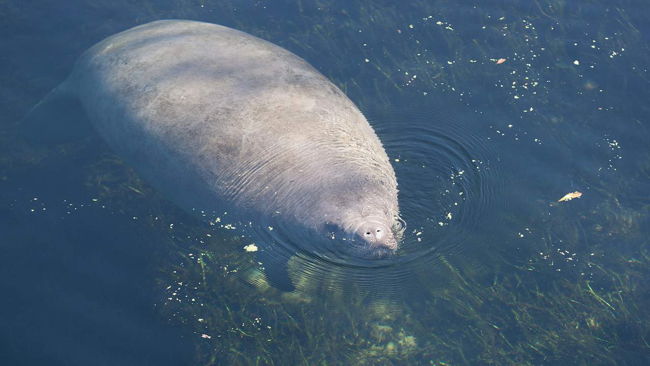 Florida likely to end 2020 with more manatee deaths than usual