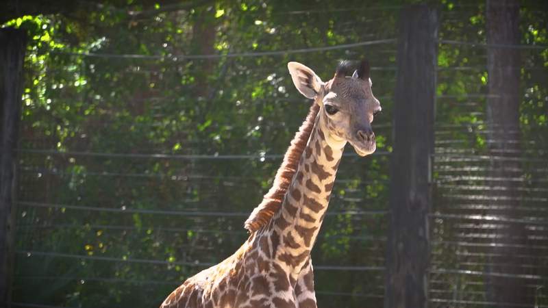 125-pound giraffe born at the Brevard Zoo