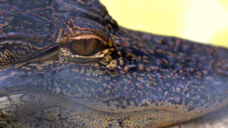 Your spare change can get you admission into Wild Florida’s Gator Park