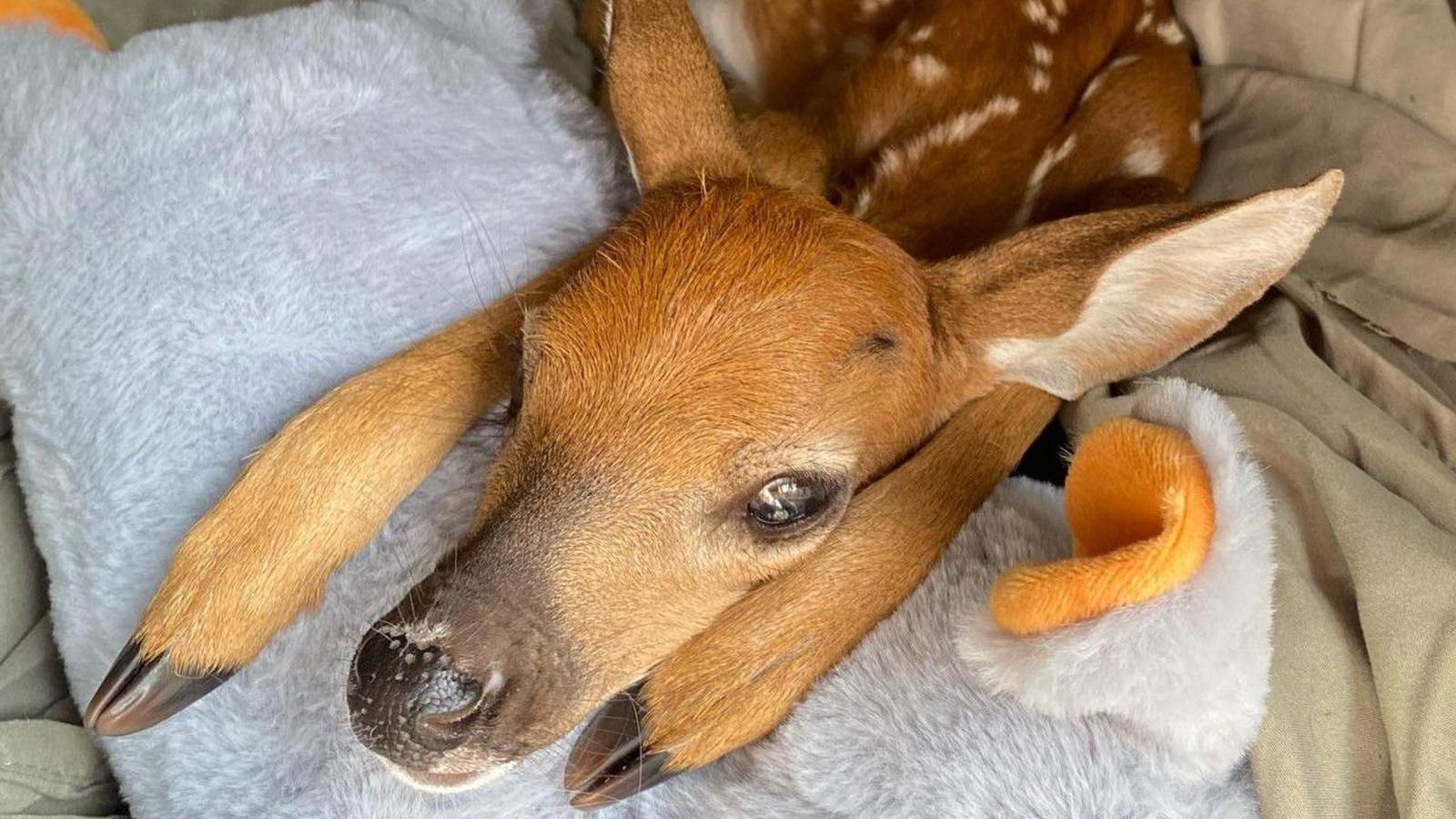 Baby deer found lying next to dead mother rescued in Brevard County