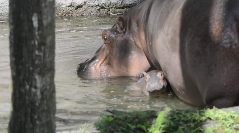 Disney’s Animal Kingdom celebrates birth of hippo calf