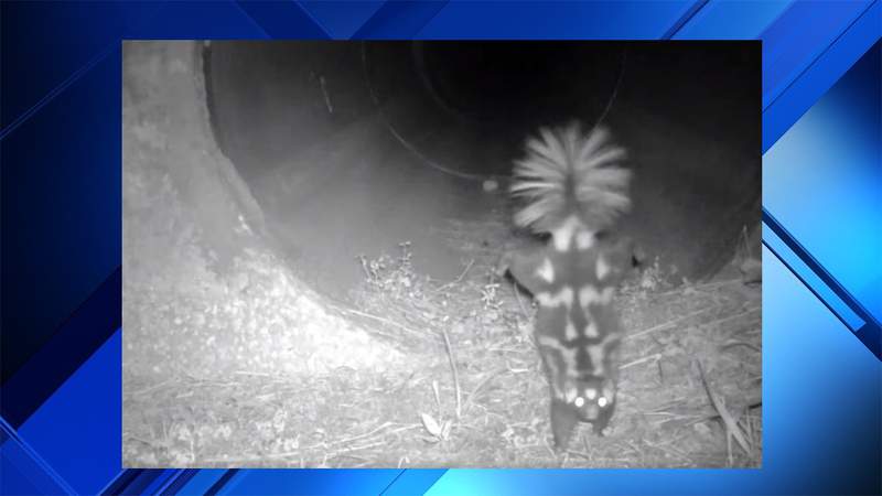 Stinkin’ cute Florida skunk dazzles camera with handstand trick. Here’s why