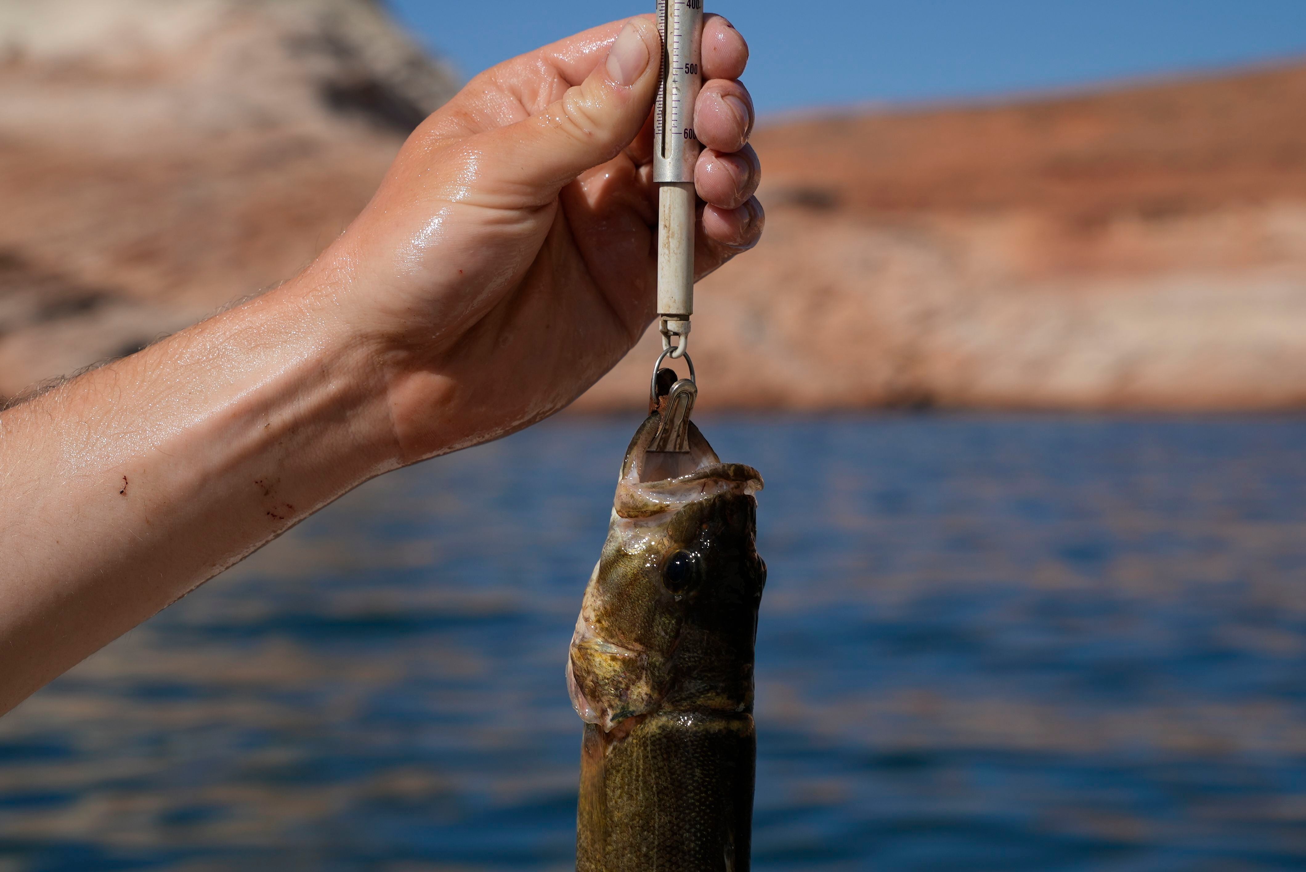 GREENISH SEA BASS FISHING GRAPHIC Backpack