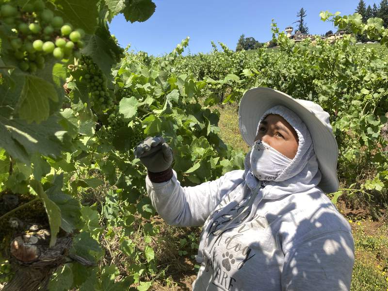 Smoke, extreme heat pose harsh test for West Coast vineyards