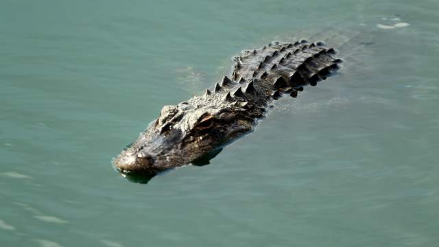 Dog attacked, killed by alligator in Winter Garden, FWC says