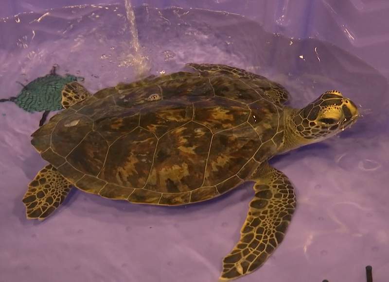 Record breaking year for sea turtle rescues on Central Florida’s coast