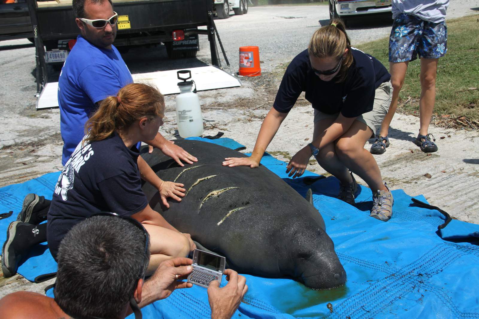 As manatee deaths continue to rise, Florida wildlife officials ask boaters to look out