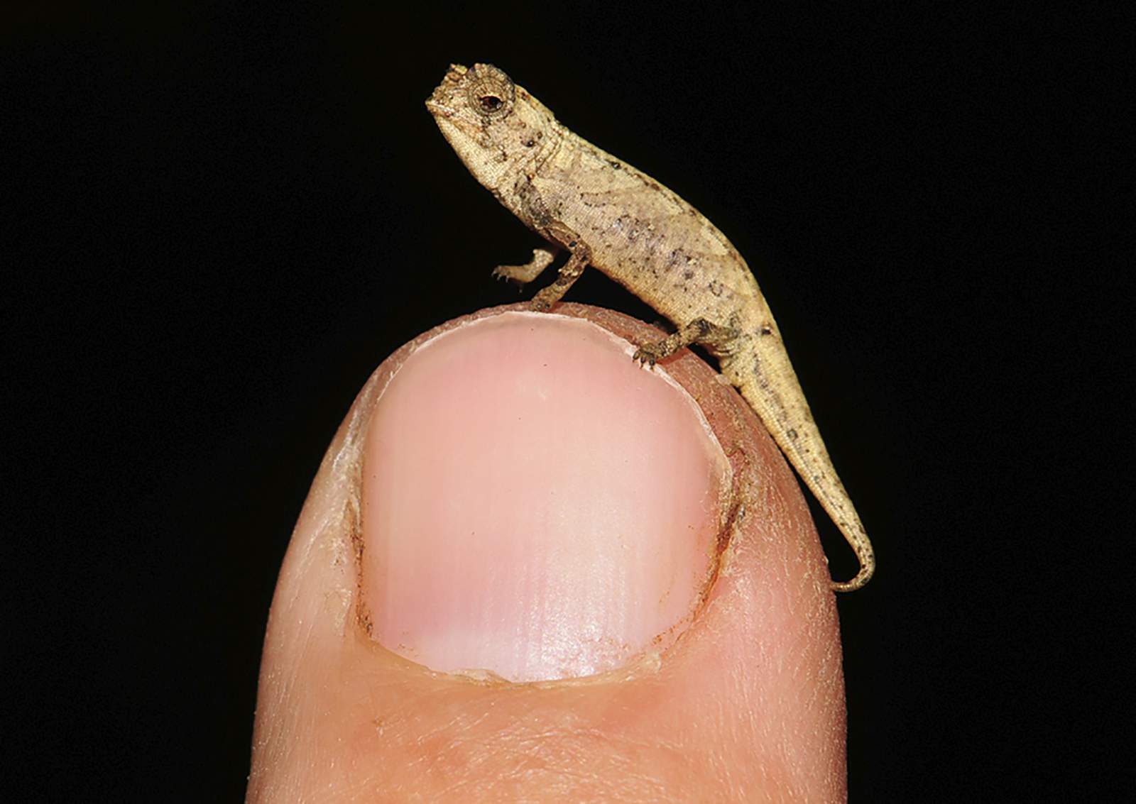 Tiny chameleon a contender for title of smallest reptile