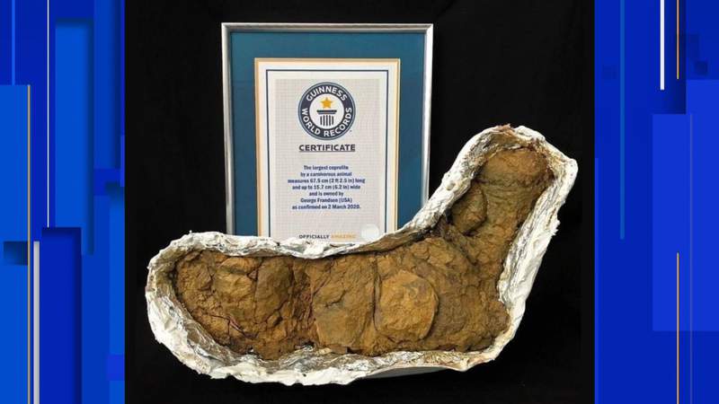 Dino dumps: World’s largest fossilized carnivore poop now on display at the Orlando Science Center