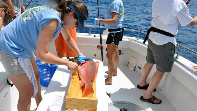 Floridas Gulf red snapper fishing season starts this week