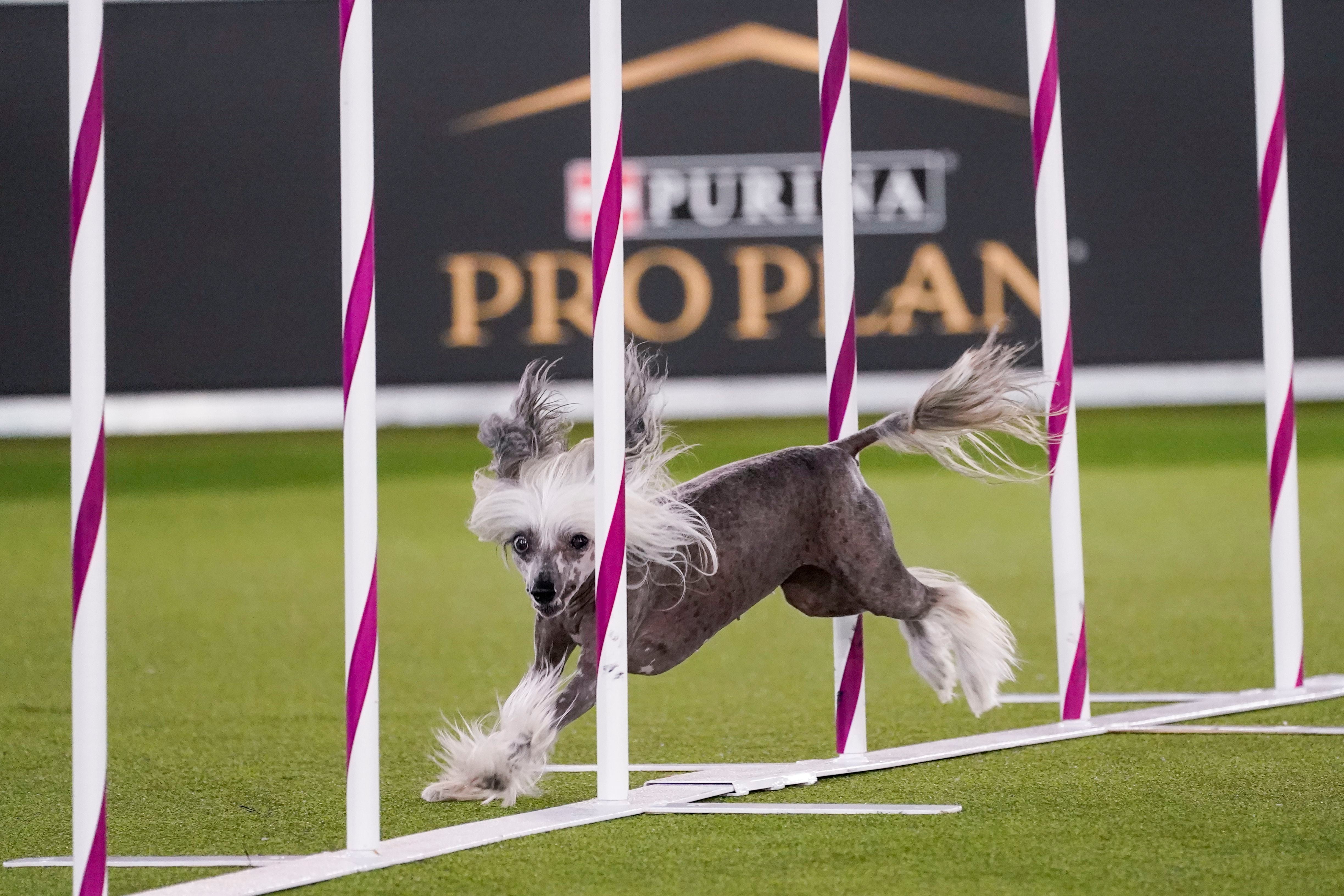 Westminster dog show 2019 hot sale agility