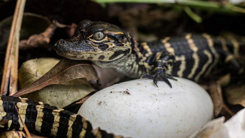 Gatorland: First alligators of the season begin to hatch