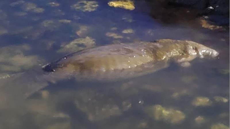 Video: Emaciated manatee in Titusville appears to search desperately for food