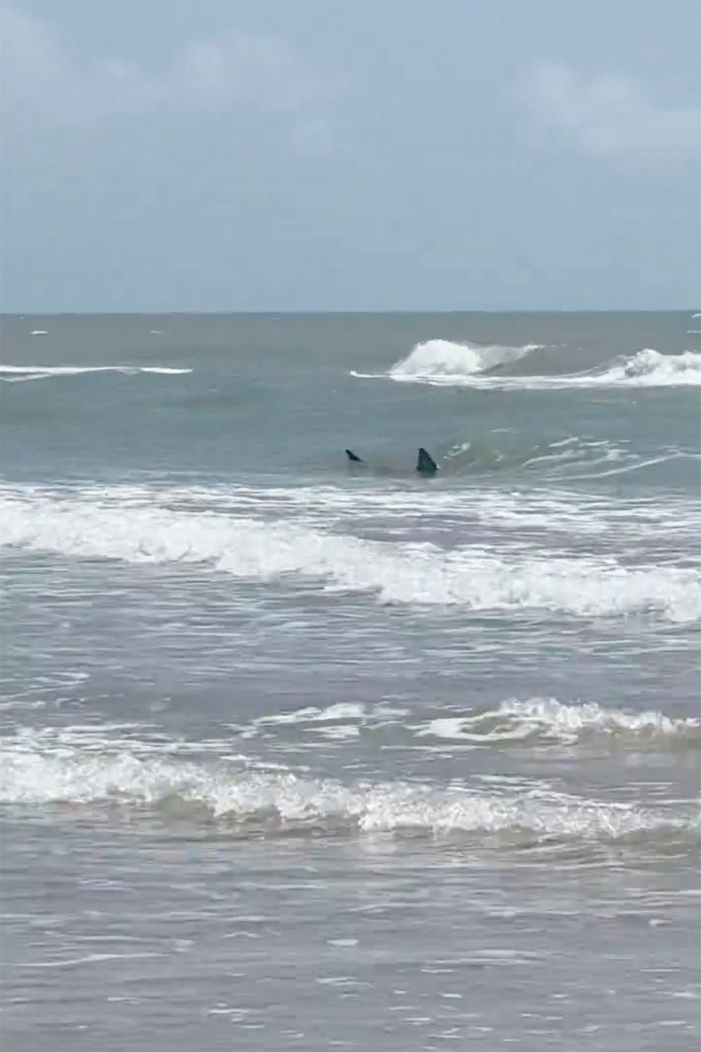 Shark attacks reported at Texas' South Padre Island; 2 people bitten, at least 1 severely thumbnail