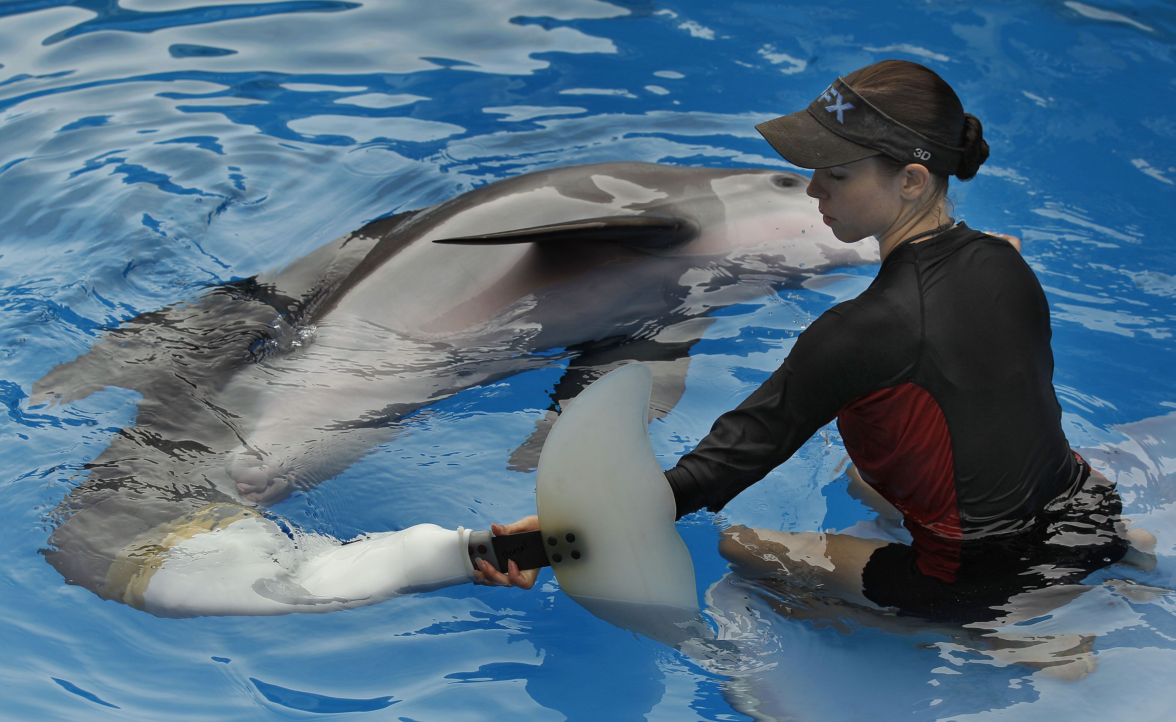 Video Shows Dolphin Attacking Trainer During Miami Seaquarium Show