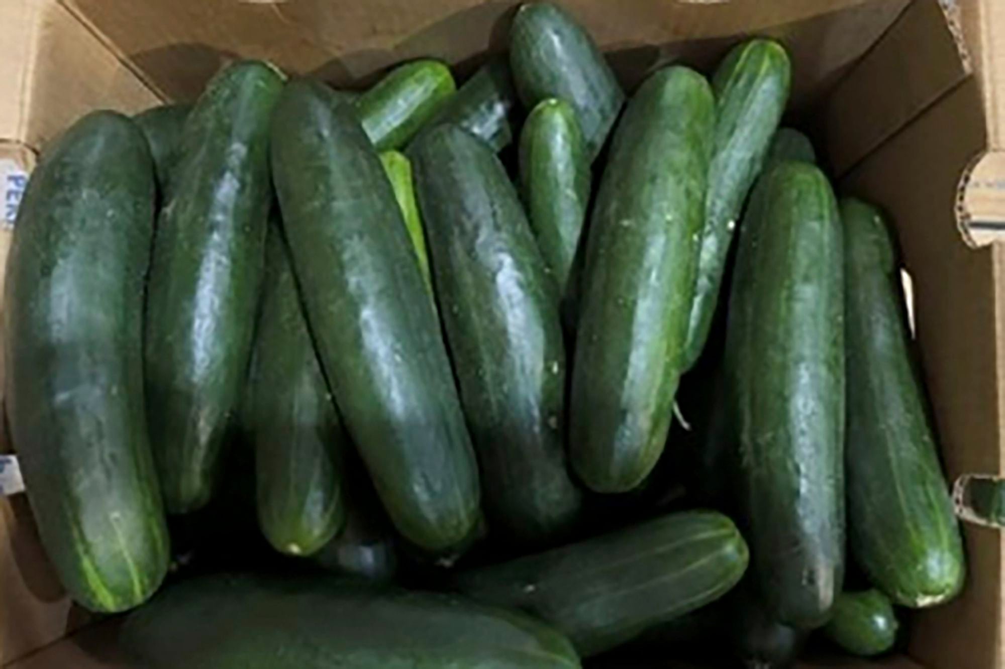 Untreated water used by Florida cucumber grower tied to salmonella outbreak that sickened 450 people in US thumbnail