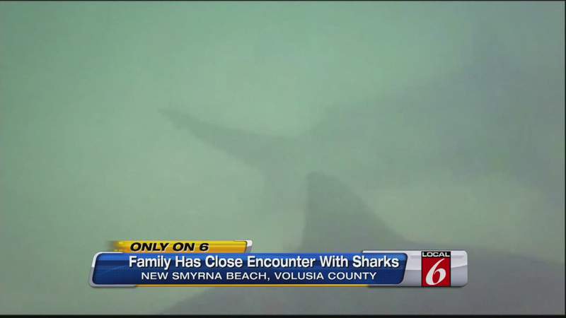 Man Records Nearly A Dozen Sharks In New Smyrna Beach Waters