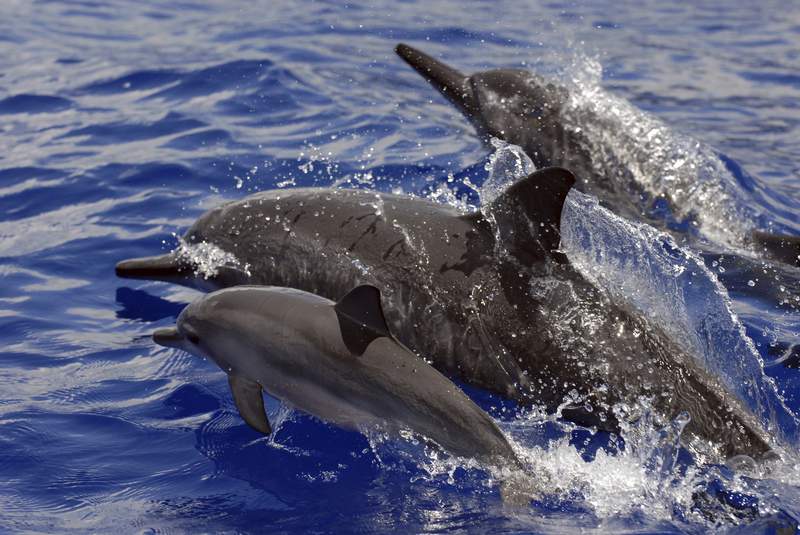 US bans swimming with Hawaii's nocturnal spinner dolphins