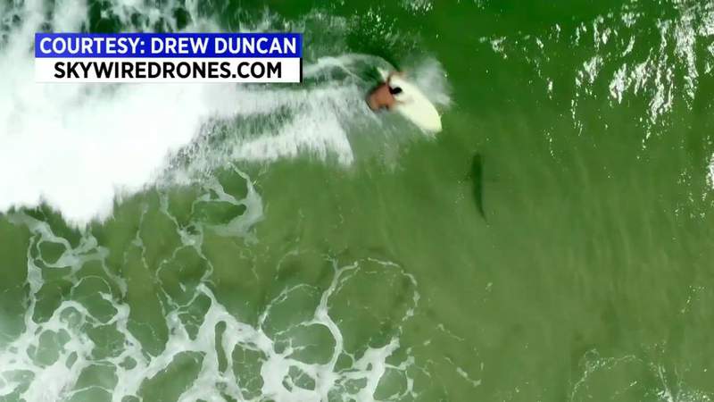 Whoa! Drone video captures surfer gliding over shark off Ponce Inlet