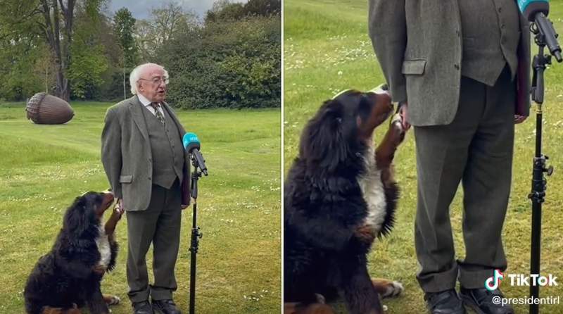 Irish president’s puppy steals spotlight during address