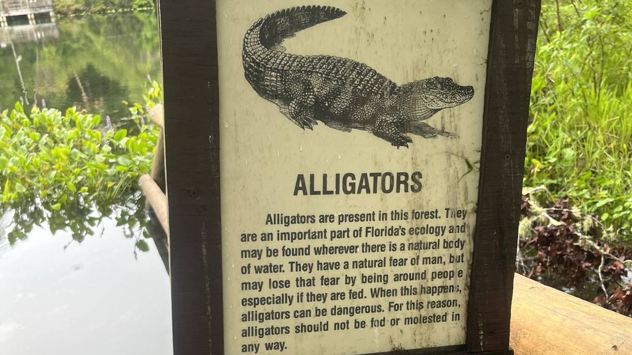 Nuisance alligator forces closure of Salt Springs Recreation Area, marina thumbnail