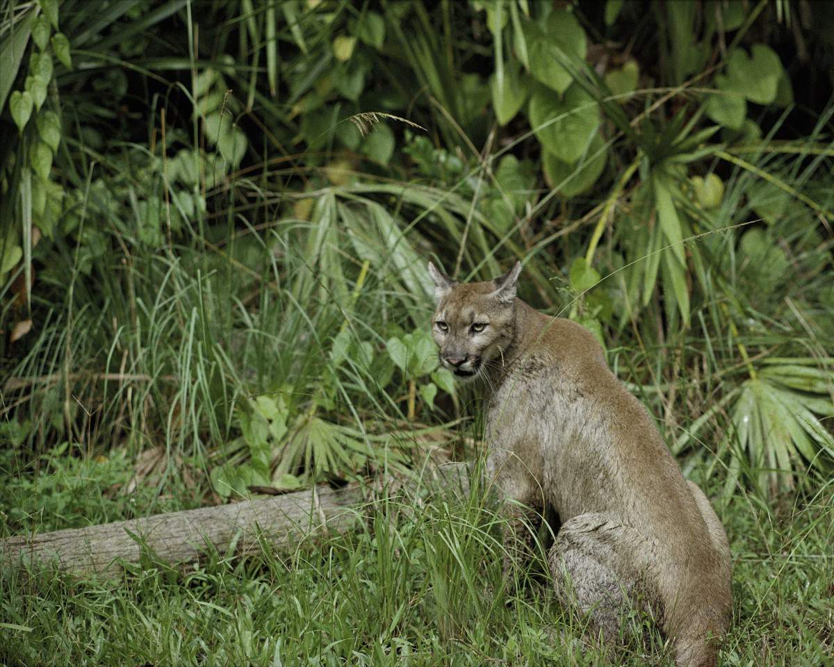 Florida panther struck, killed by vehicle